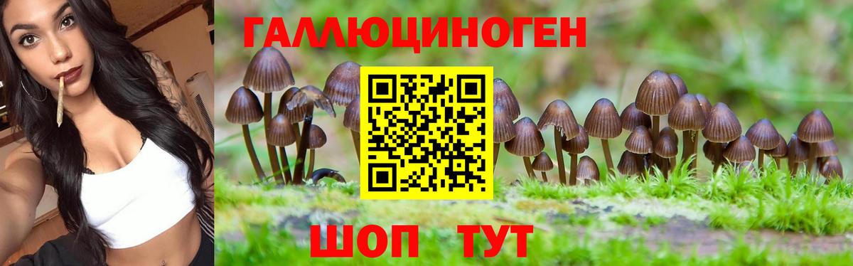 Кингисепп  Псилоцибиновые грибы GOLDEN TEACHER  Вход с VPN 